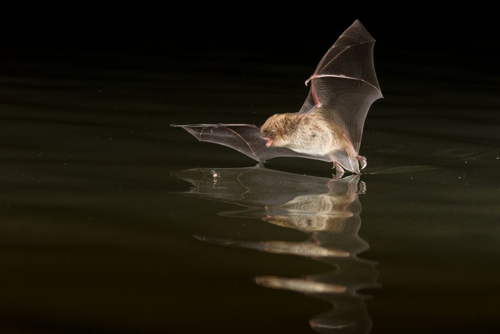 Daubenton's bat