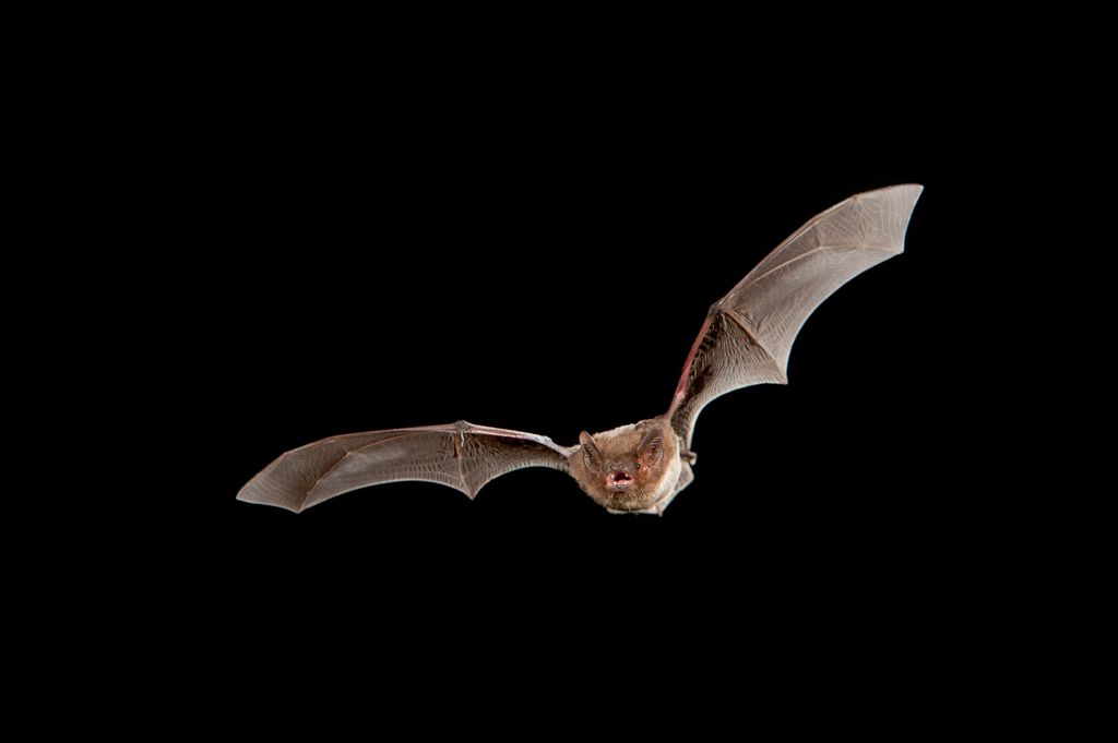 Nathusius pipistrelle